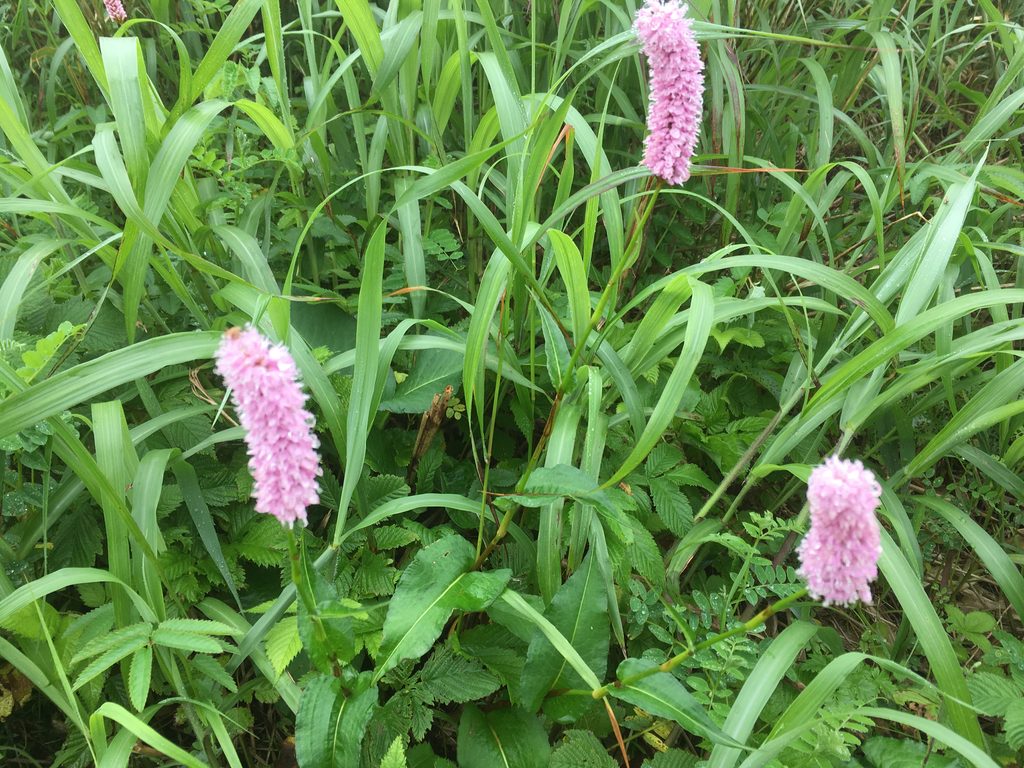 礼文島に咲くイブキトラノオ(ピンクの穂状の花)
