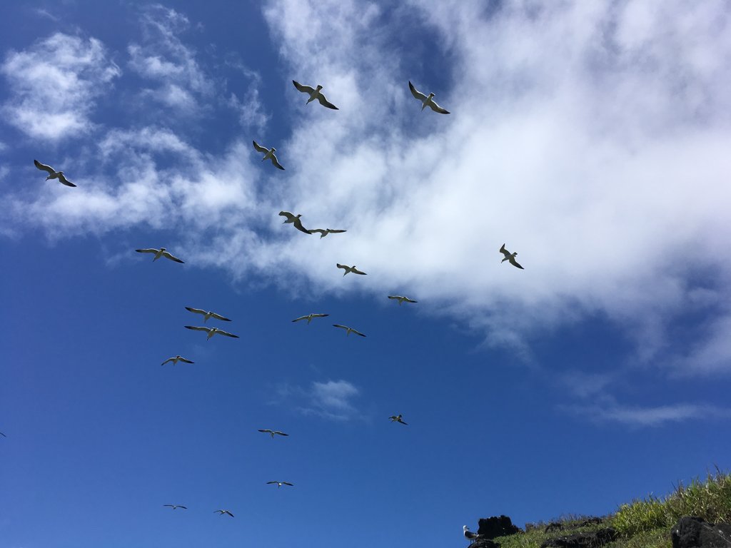 八丈小島の空を舞うクロアシアホウドリの群れ