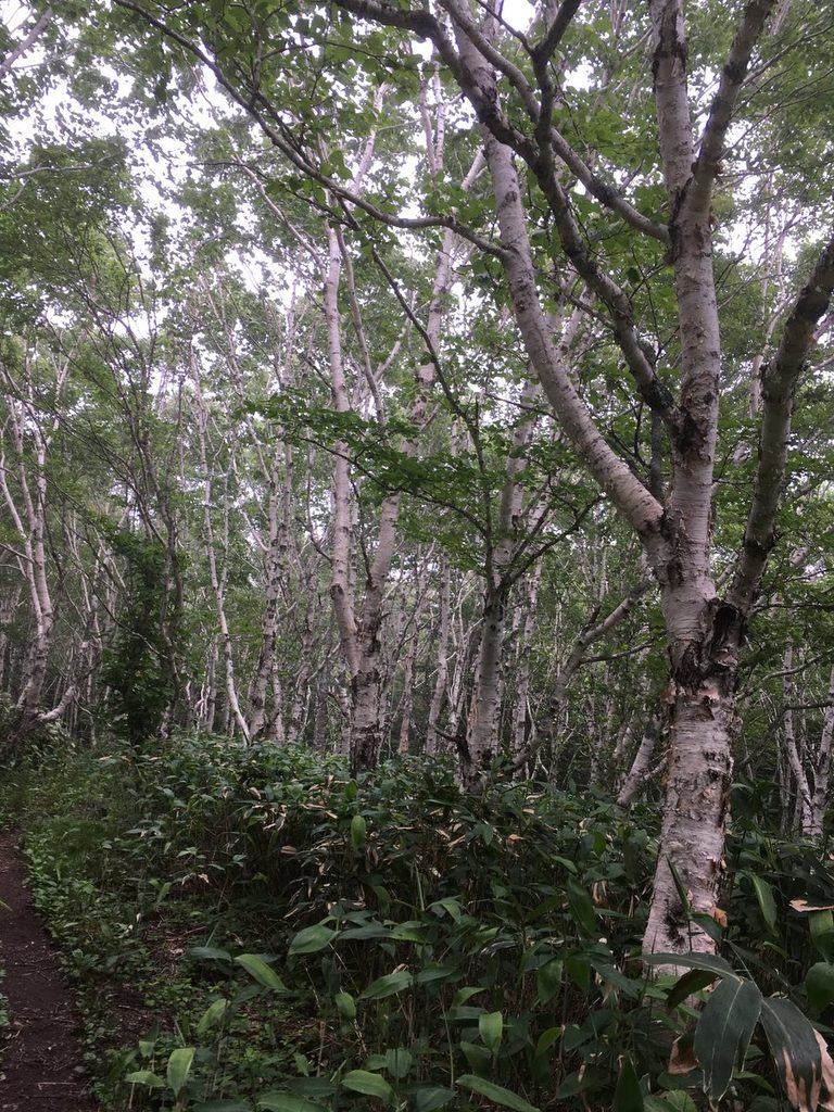 礼文岳の登山道 前半の林のなか