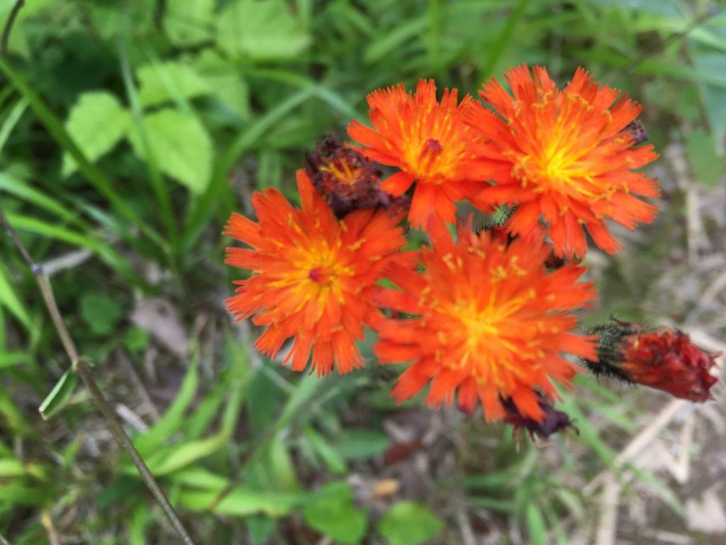 礼文岳の登山道に咲くコウリンタンポポ(オレンジ色の花)