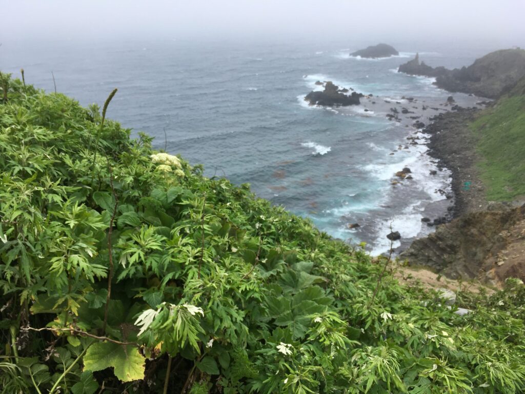 断崖の上から見下ろす、礼文島西海岸の岩礁と海