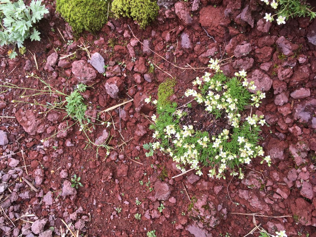 赤い火山礫に咲く利尻山の白い高山植物