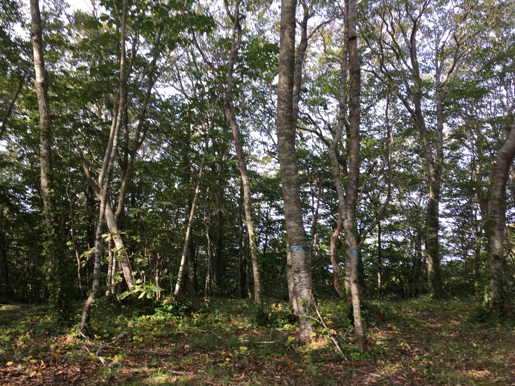 復興の森のブナ林|震災のあとに植えられ、25年で大きく育った木々|奥尻島