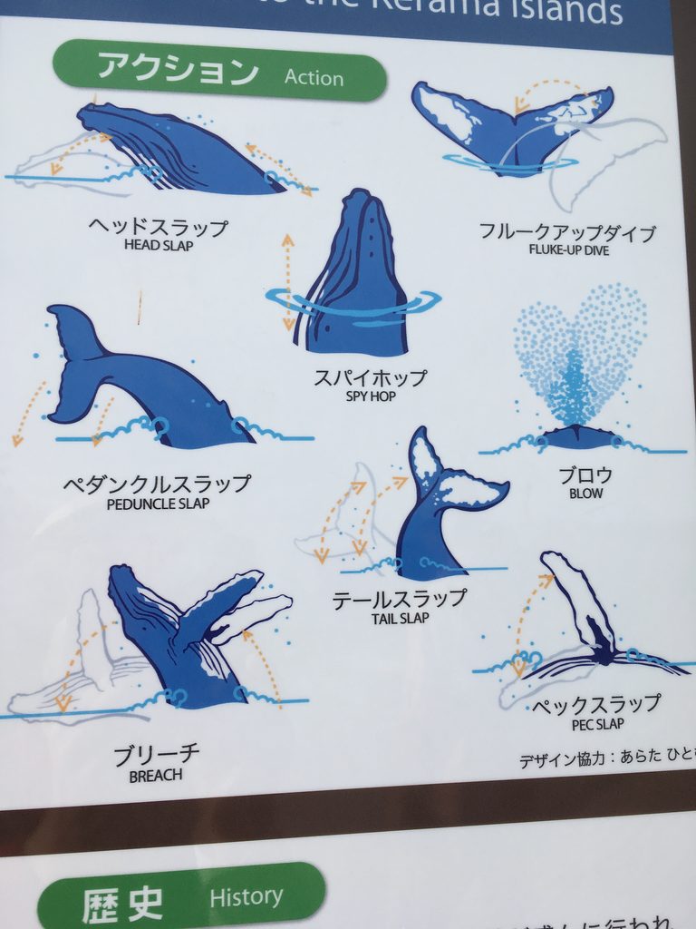 クジラのしぐさを絵で説明した案内板