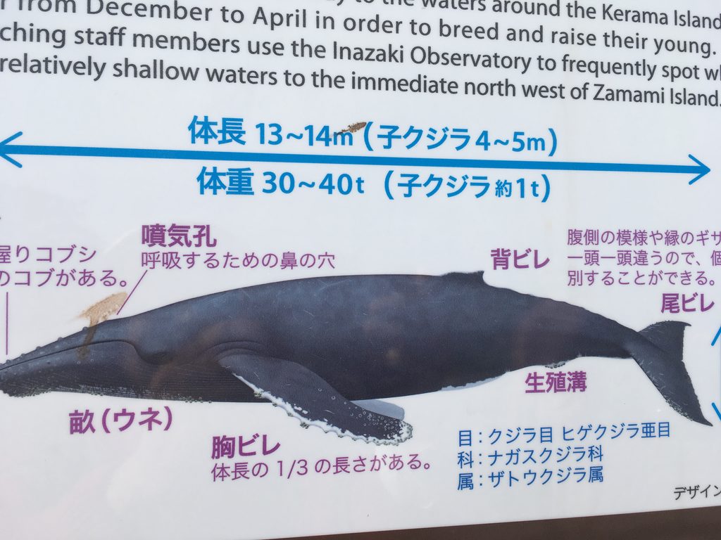 ザトウクジラの大きさを説明する案内板(体長13〜14メートル)