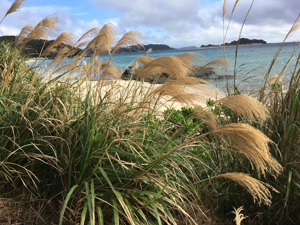 12月に満開のすすき越しに見る座間味の海と白い浜